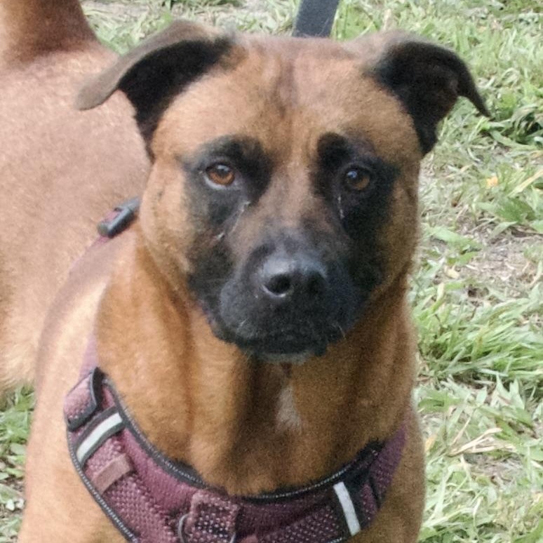 Luna, a Adoptable Mixed Breed in Gloucester, VA image 3/6