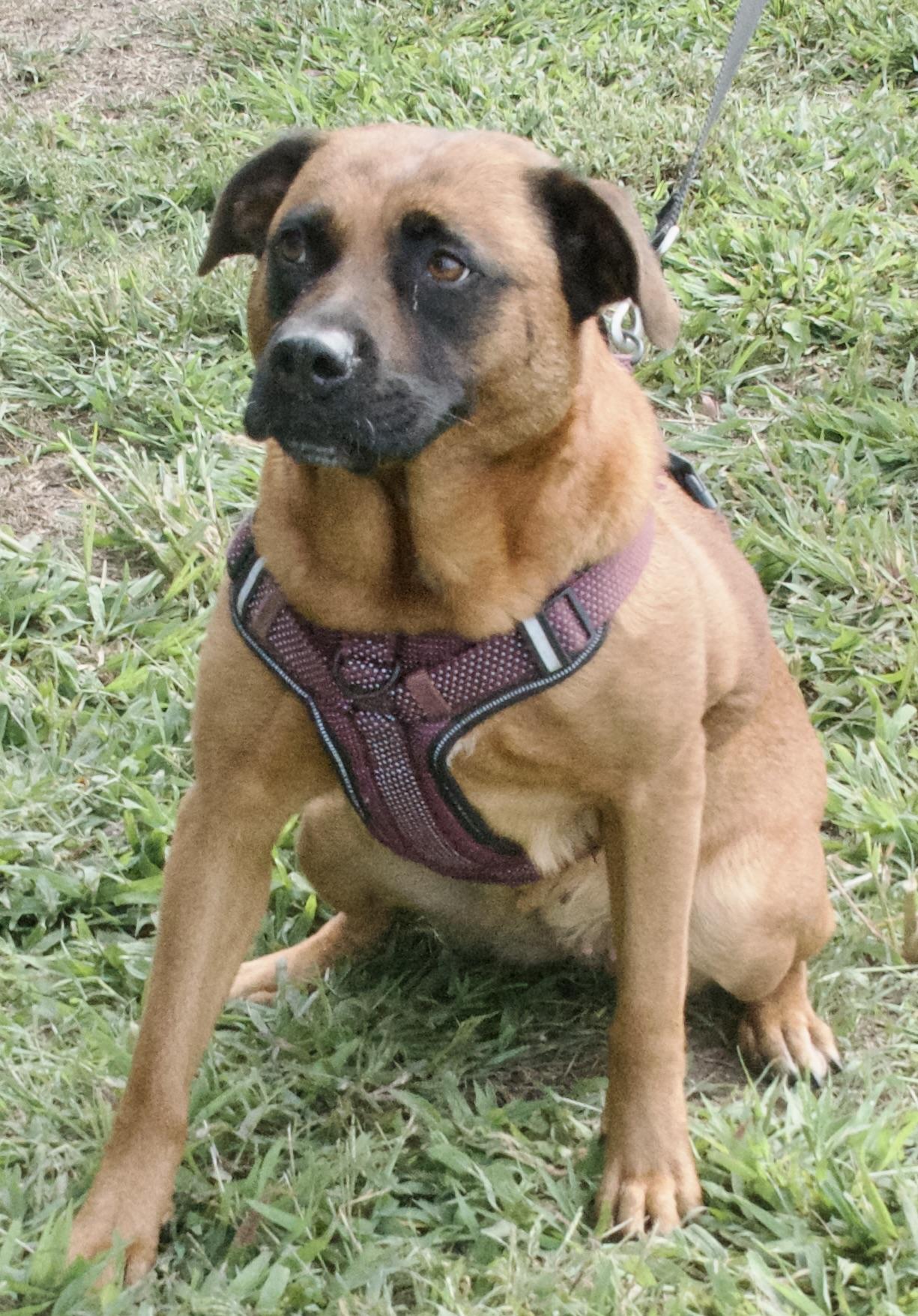 Luna, a Adoptable Mixed Breed in Gloucester, VA image 5/6