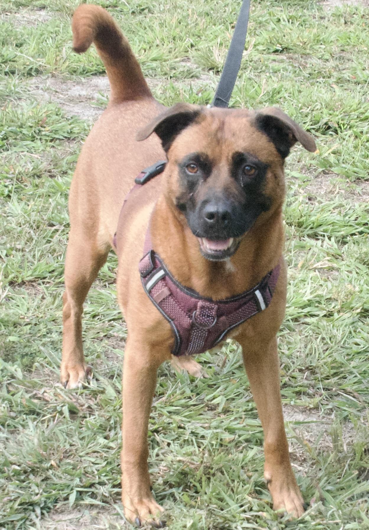 Luna, a Adoptable Mixed Breed in Gloucester, VA image 6/6