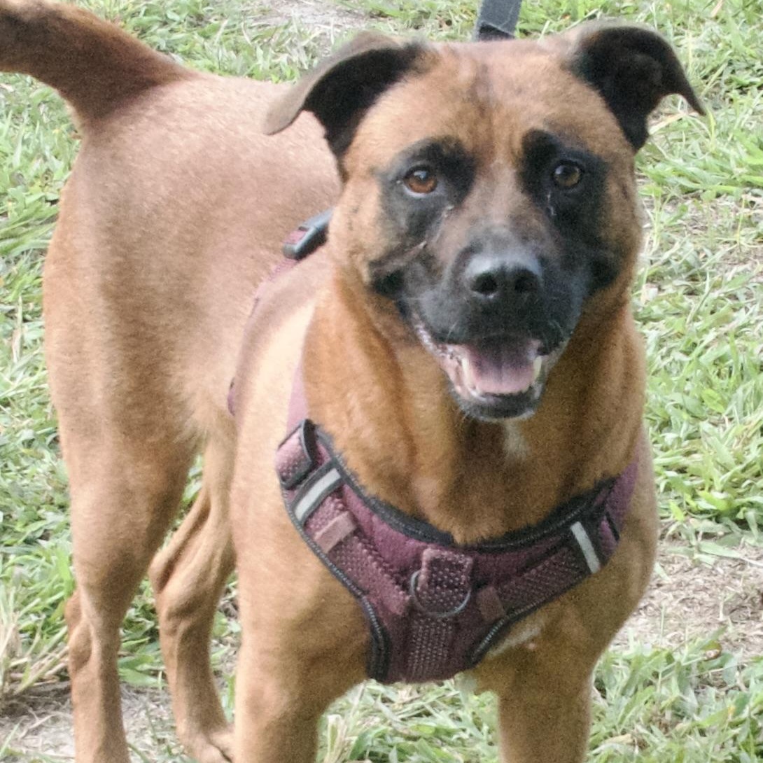 Luna, a Adoptable Mixed Breed in Gloucester, VA image 1/6