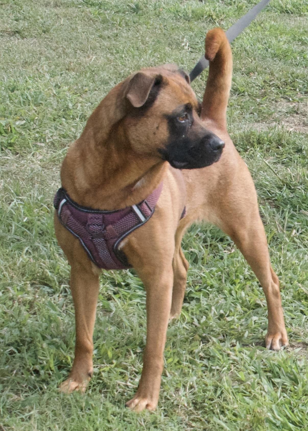Luna, a Adoptable Mixed Breed in Gloucester, VA image 4/6