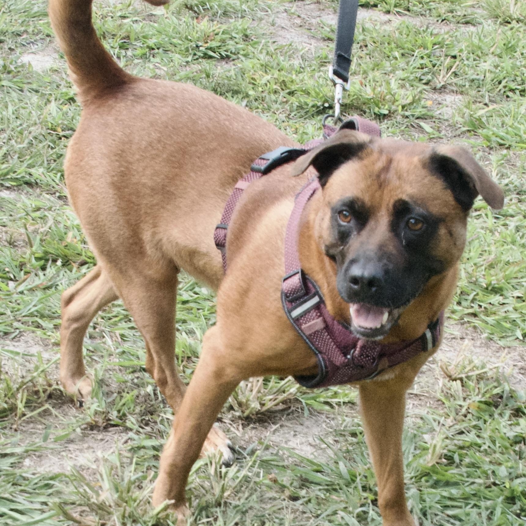 Luna, a Adoptable Mixed Breed in Gloucester, VA image 2/6