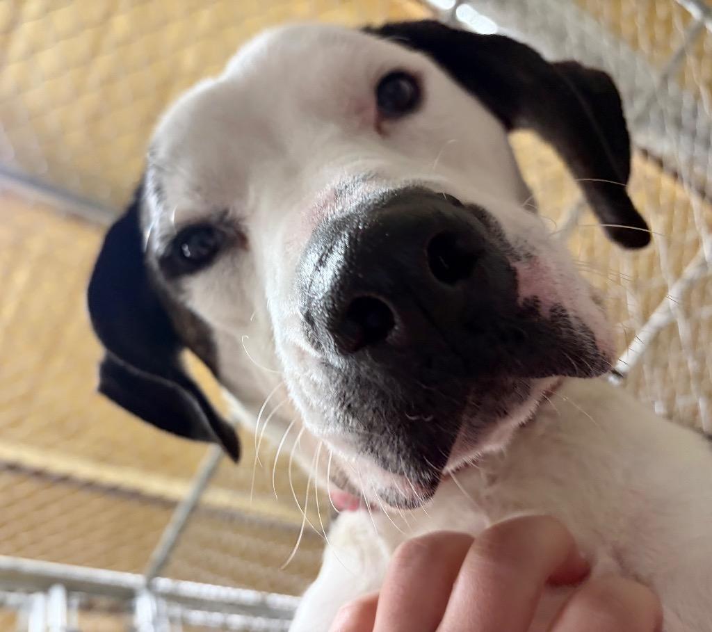Daisy Bee 🐝, Adoptable, Adult Female Great Dane.