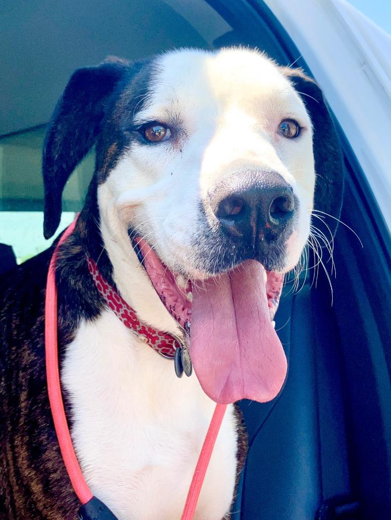 Daisy Bee 🐝 thumbnail 2