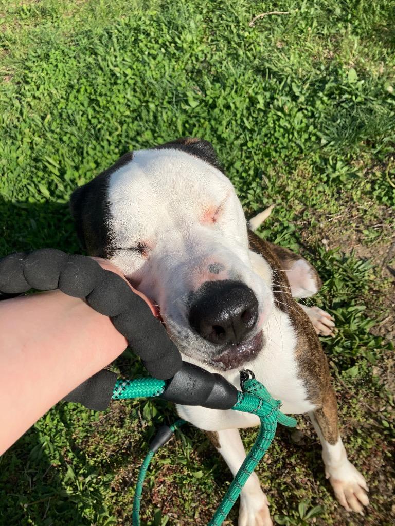 Daisy Bee 🐝 thumbnail 3