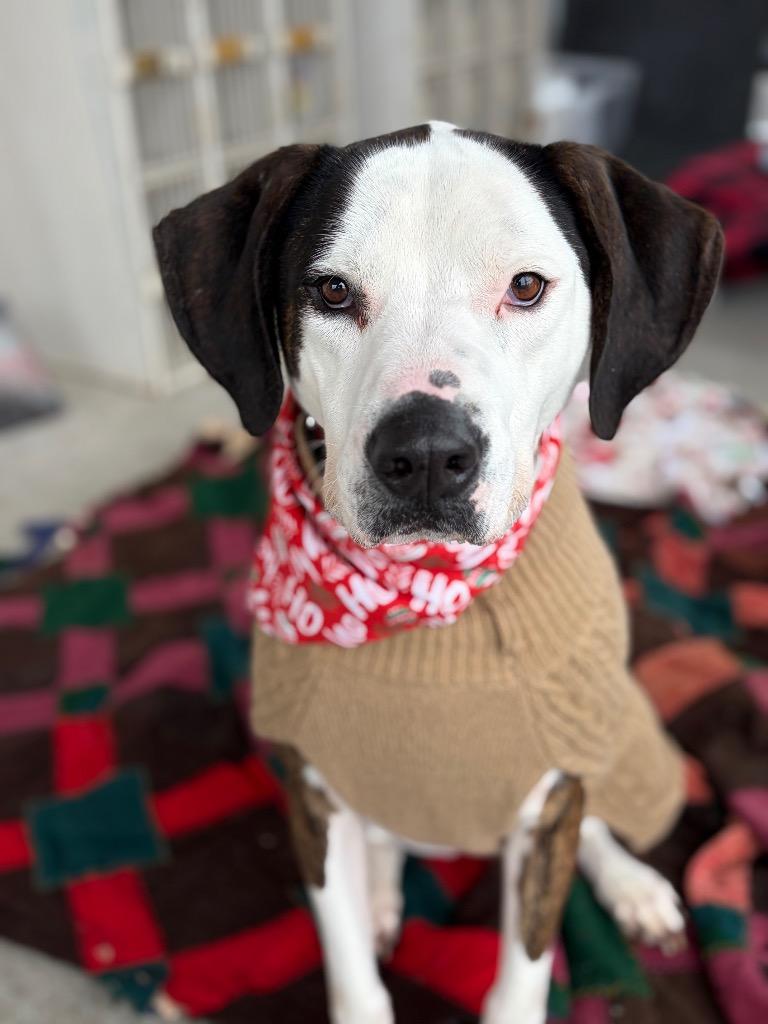 Daisy Bee 🐝 thumbnail 4