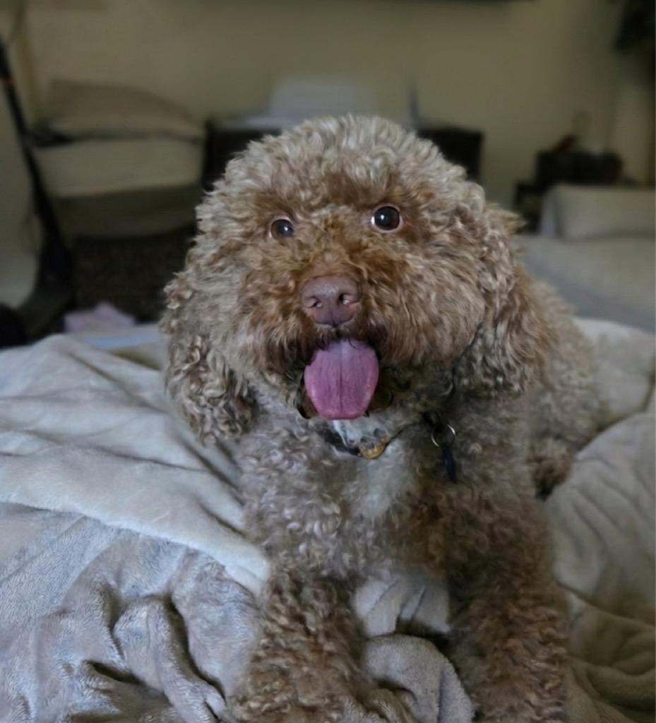 26Copper, an adopted Poodle in Shingle Springs, CA image 1/3