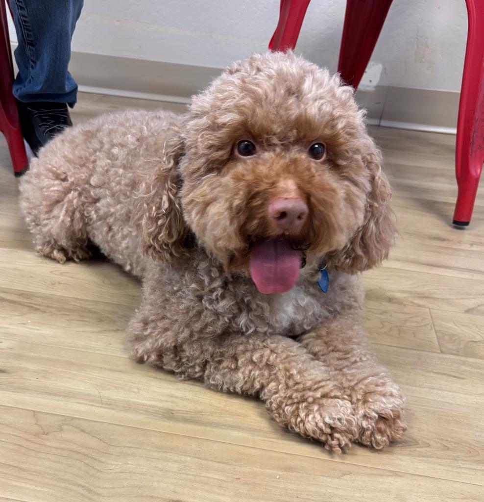 26Copper, an adopted Poodle in Shingle Springs, CA image 2/3