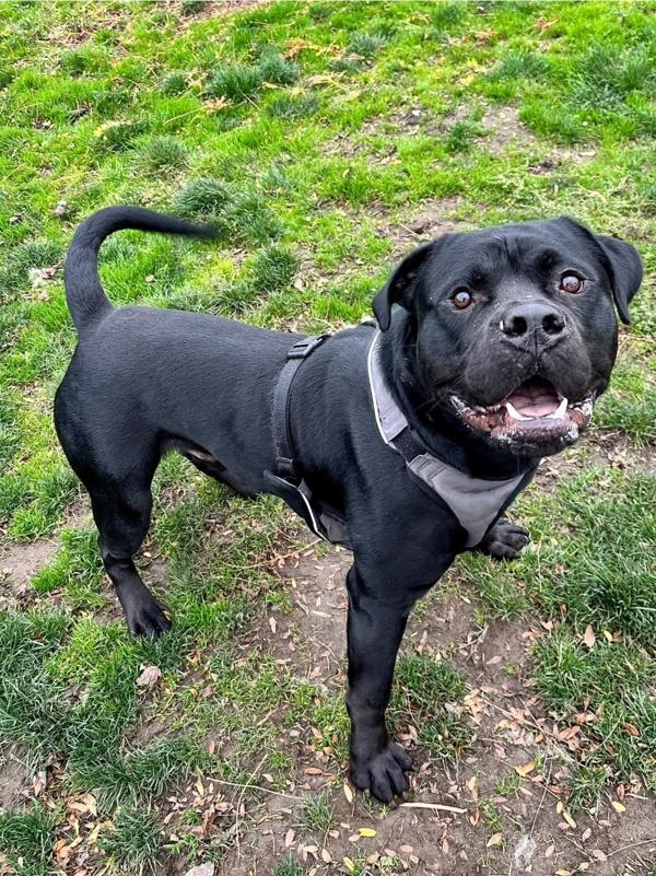 Enlarge Peter, a Adoptable mixed breed in Salem, OR image 1/4