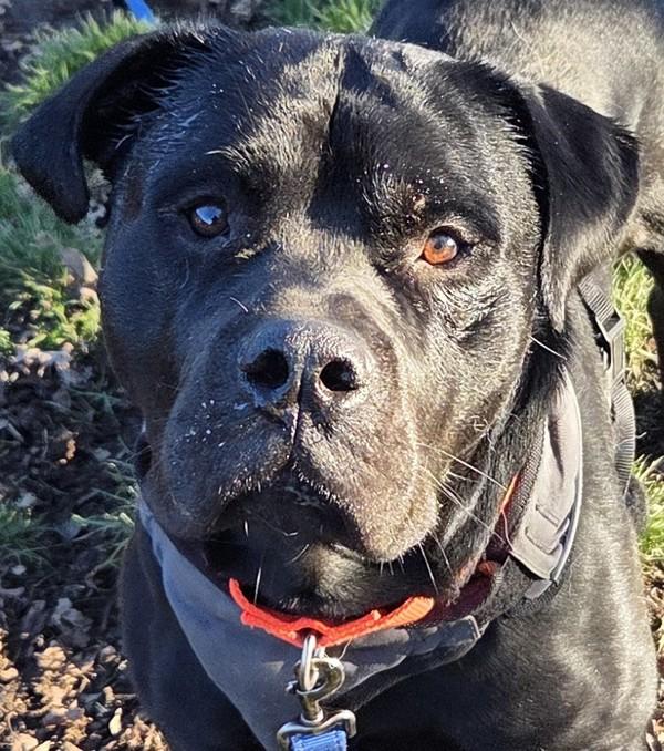 Enlarge Peter, a Adoptable mixed breed in Salem, OR image 4/4