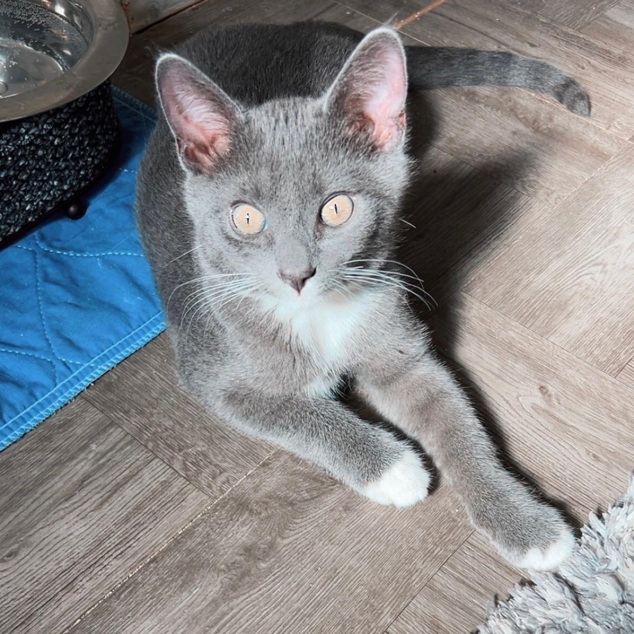 Grayson, a ADOPTABLE Domestic Short Hair in Westland, MI image 1/2