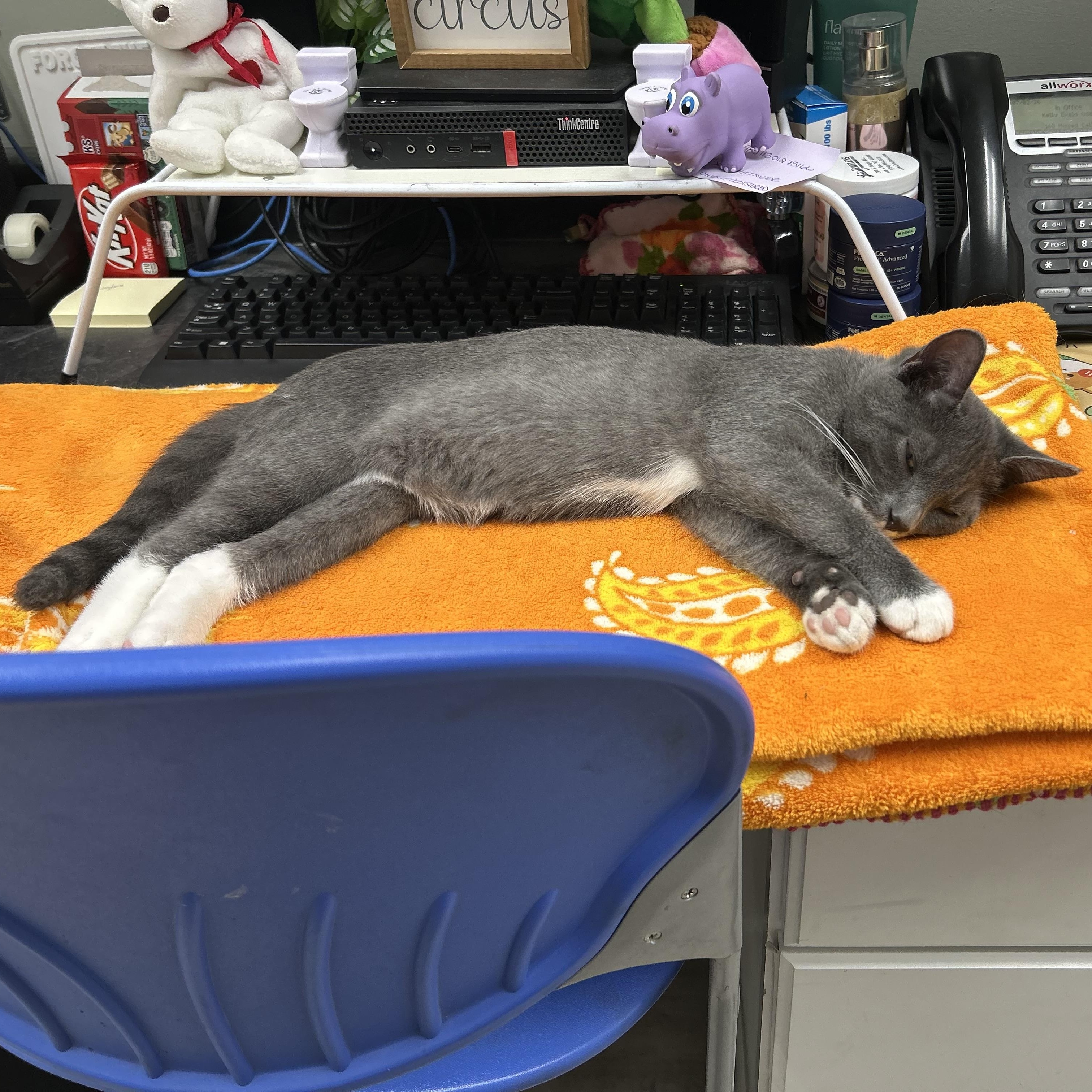 Grayson, a ADOPTABLE Domestic Short Hair in Westland, MI image 2/2