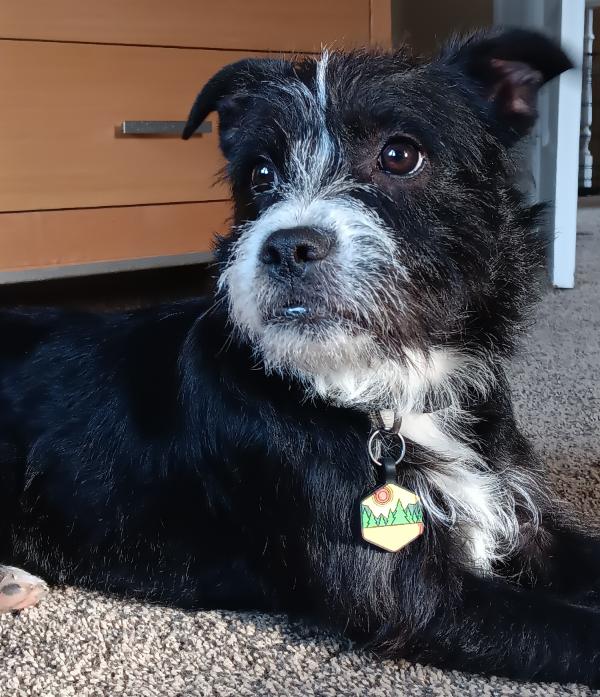 Gracie, Adoptable, Young Female Terrier.