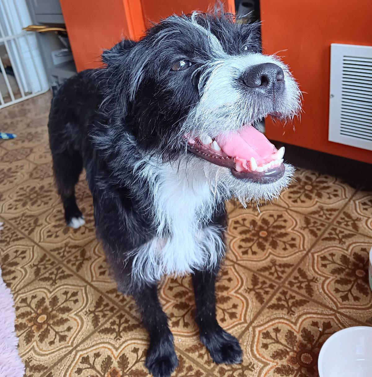 Enlarge Gracie, a Adoptable Terrier in Fort Thomas, KY image 2/2