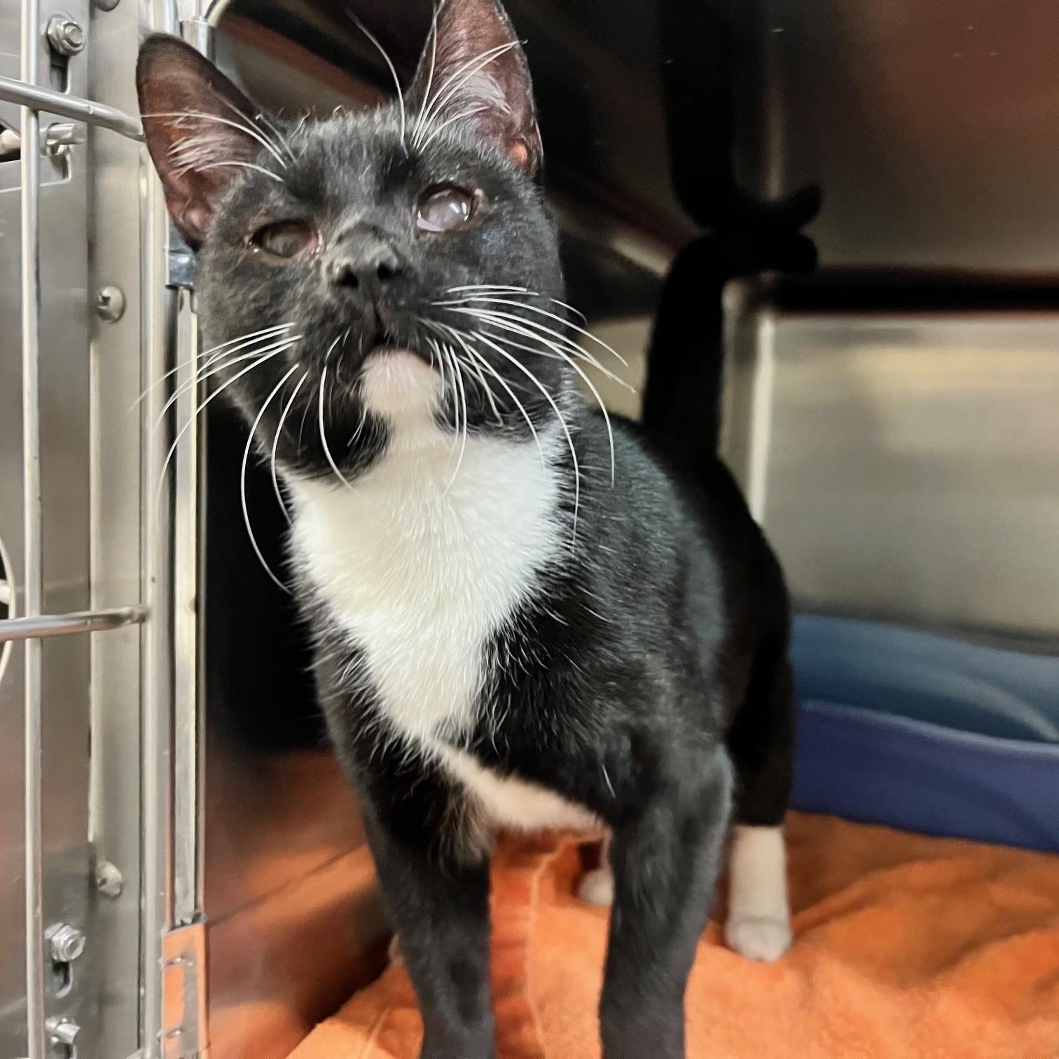 Enlarge Charlotte, a ADOPTABLE Domestic Short Hair in Stanley, VA image 5/5