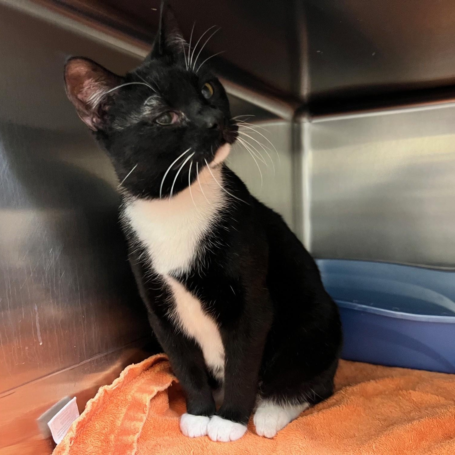 Charlotte, ADOPTABLE, Adult Female Domestic Short Hair.