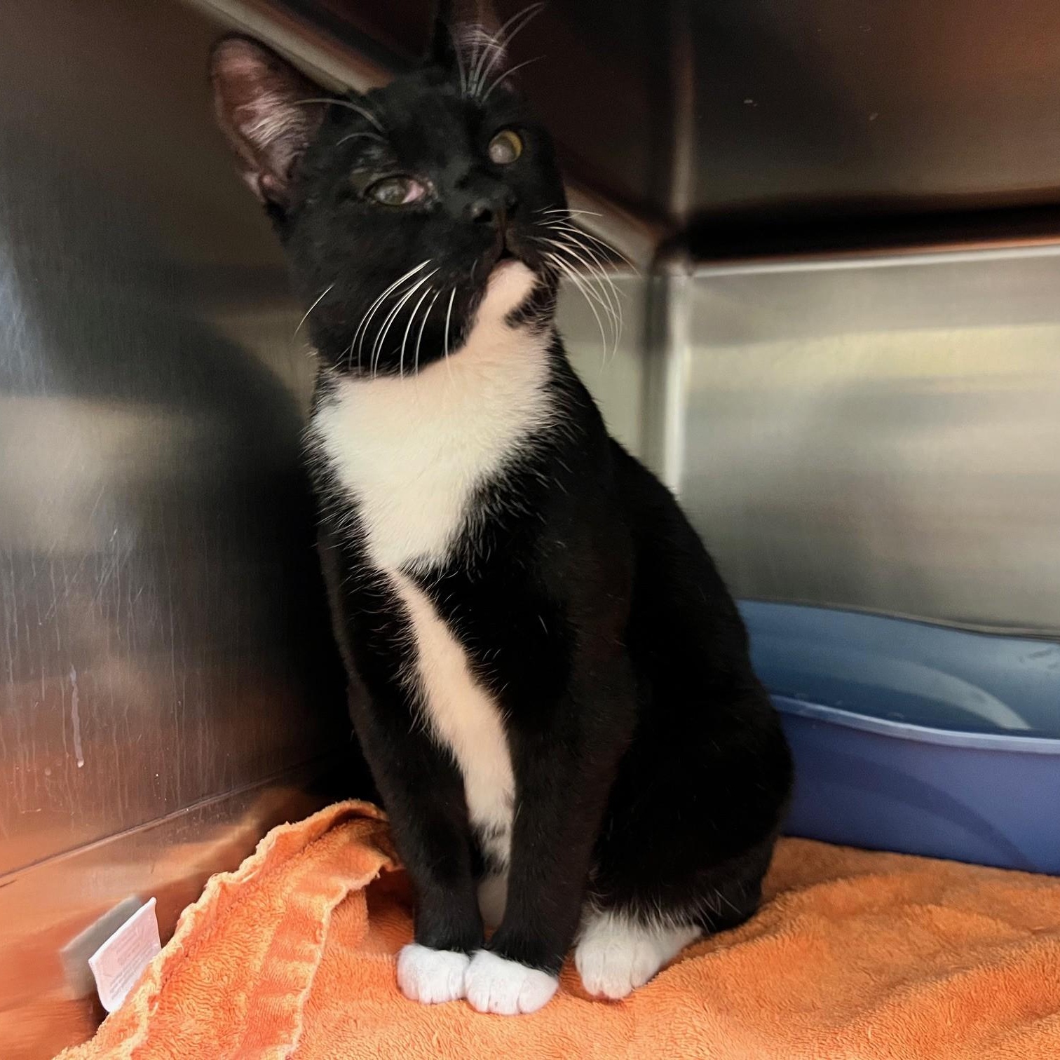 Enlarge Charlotte, a ADOPTABLE Domestic Short Hair in Stanley, VA image 2/5