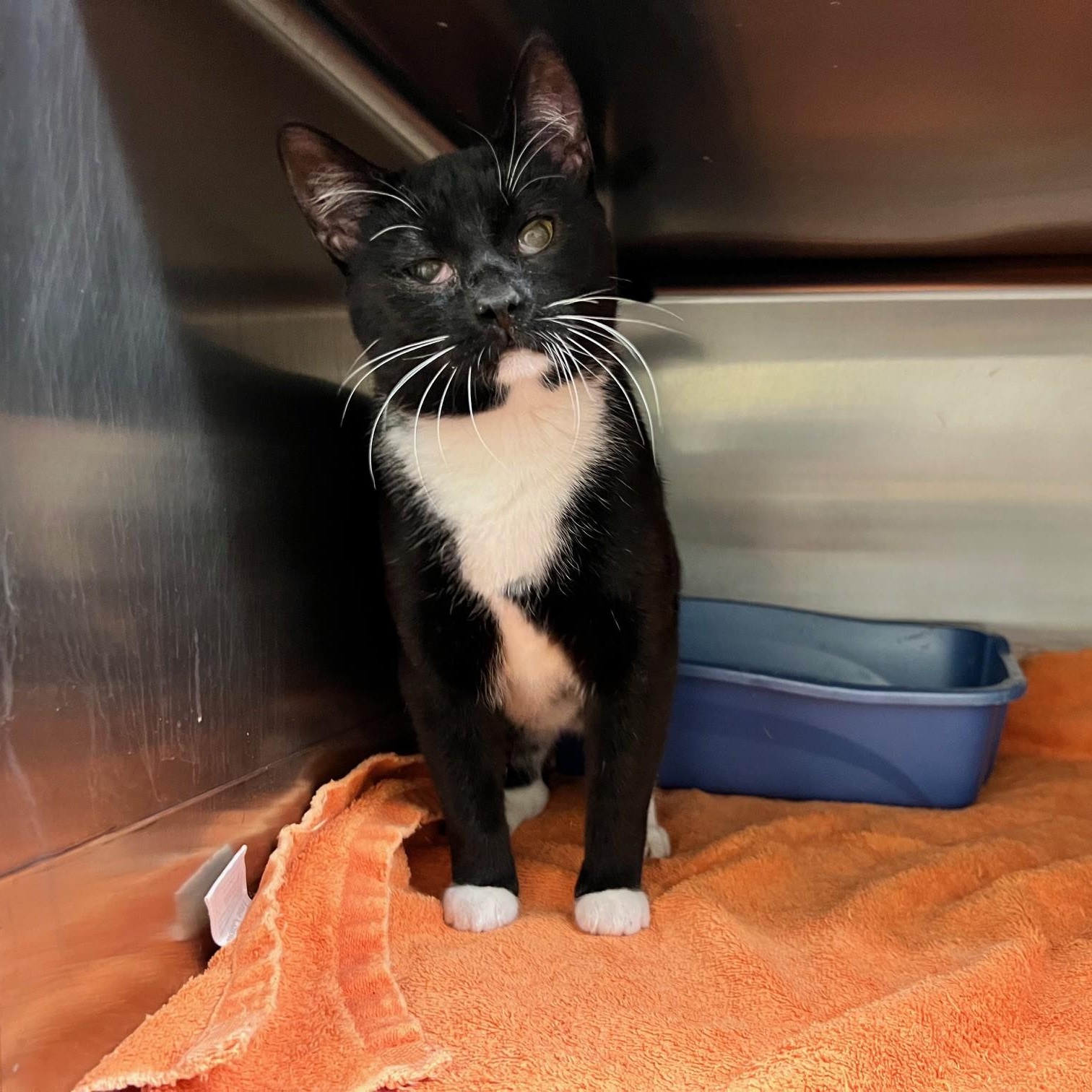 Enlarge Charlotte, a ADOPTABLE Domestic Short Hair in Stanley, VA image 3/5