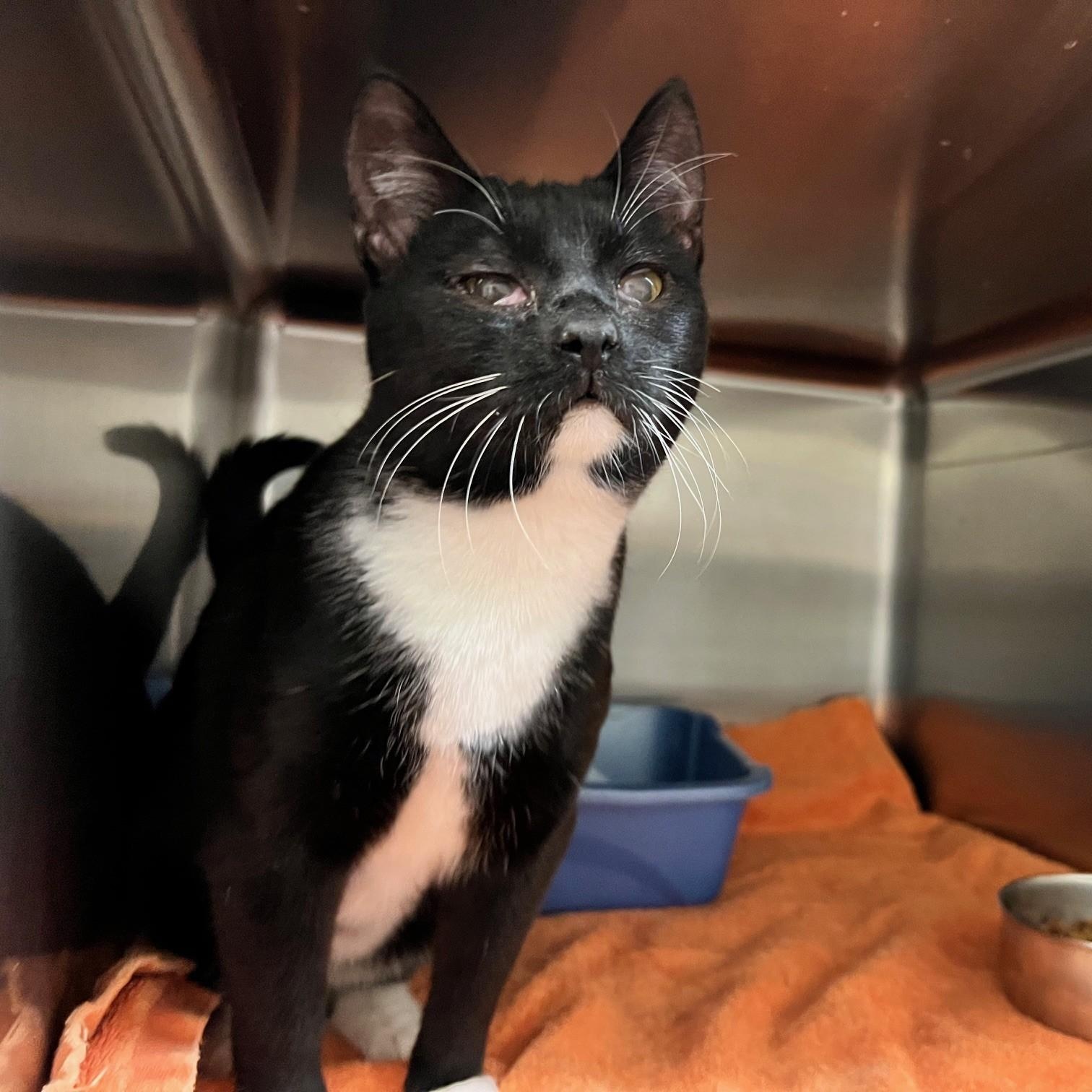 Enlarge Charlotte, a ADOPTABLE Domestic Short Hair in Stanley, VA image 4/5