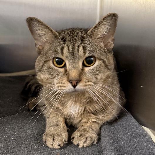 Sullivan, Adoptable, Adult Male Domestic Short Hair.