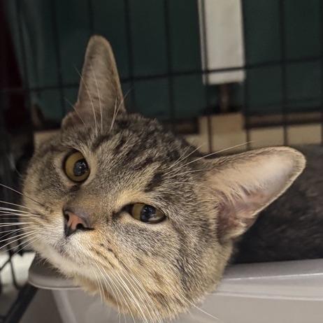 Enlarge Sullivan, a Adoptable Domestic Short Hair in Hampton Bays, NY image 2/2