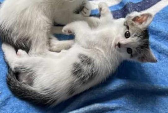 Enlarge Bolt, a Adopted Domestic Short Hair in Springfield, IL image 3/3