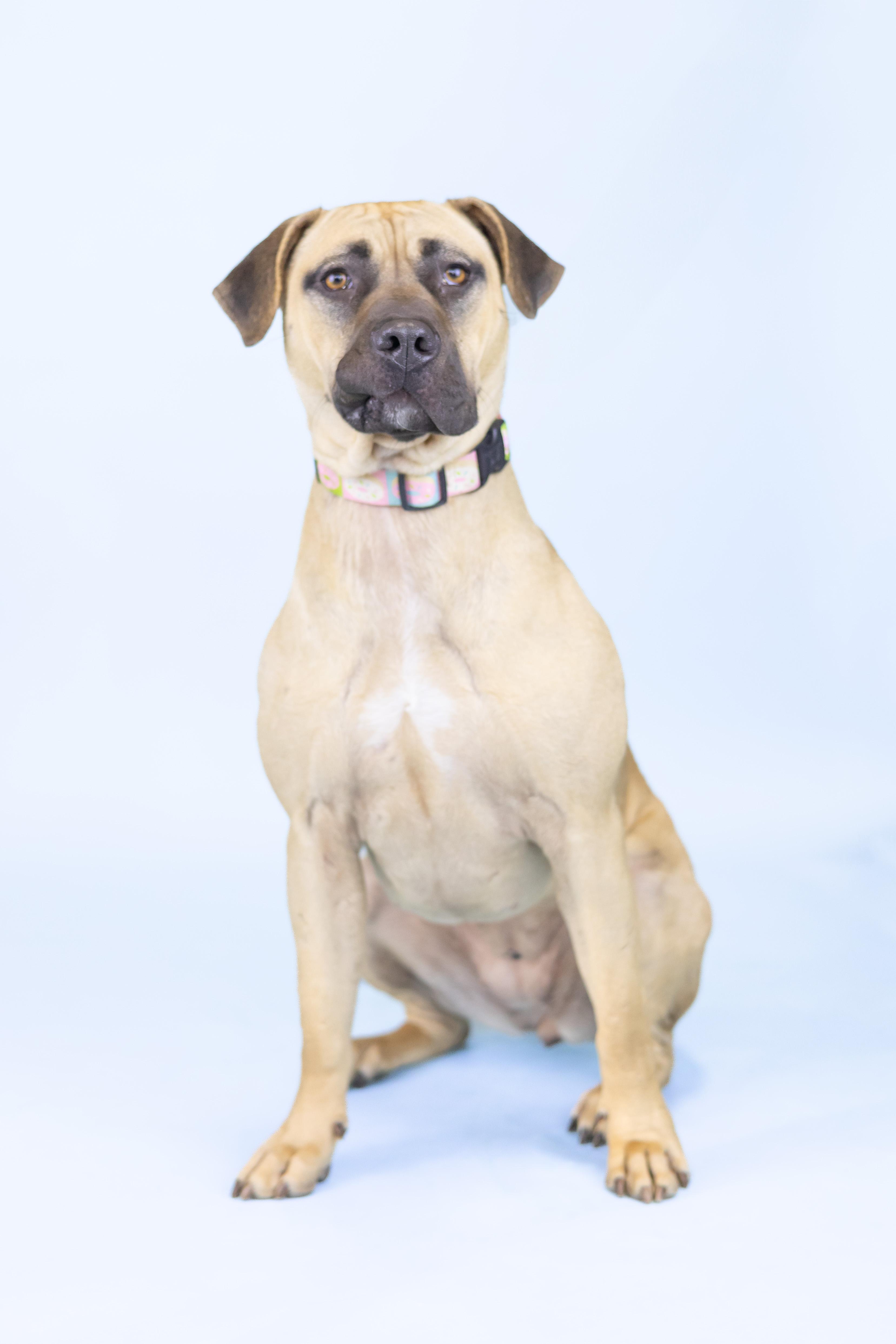 Enlarge Mandy, a Adoptable mixed breed in Portland, OR image 1/1