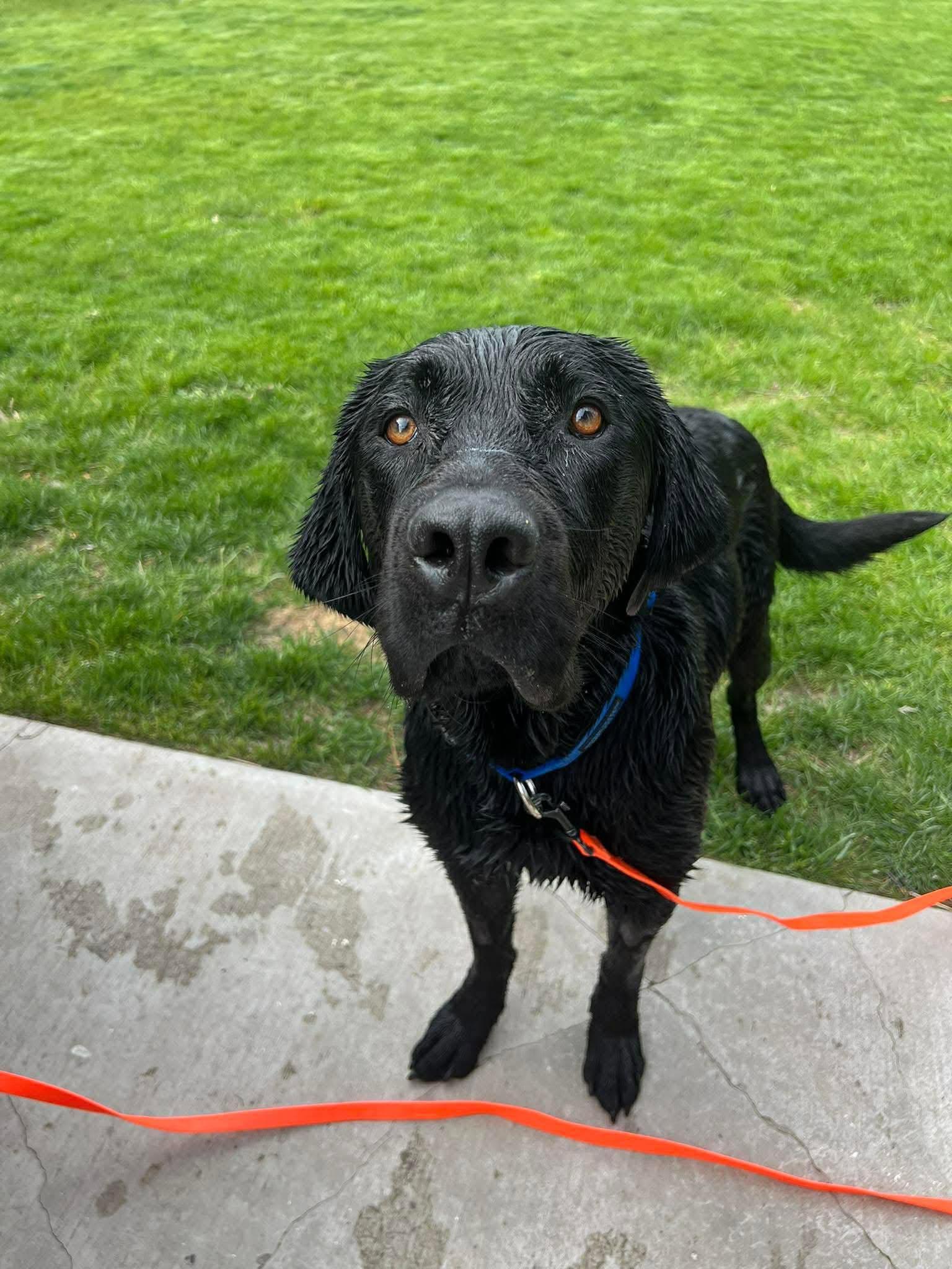 Jax, Adoptable, Young Male Labrador Retriever.