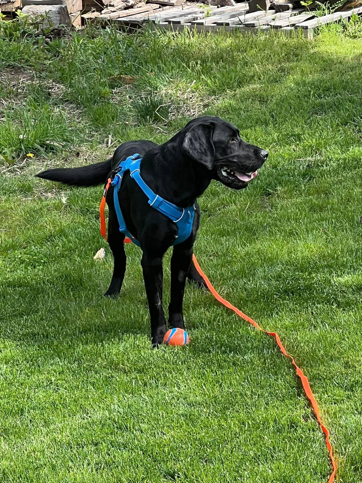 Jax, a Adoptable Labrador Retriever in Polson, MT image 2/2