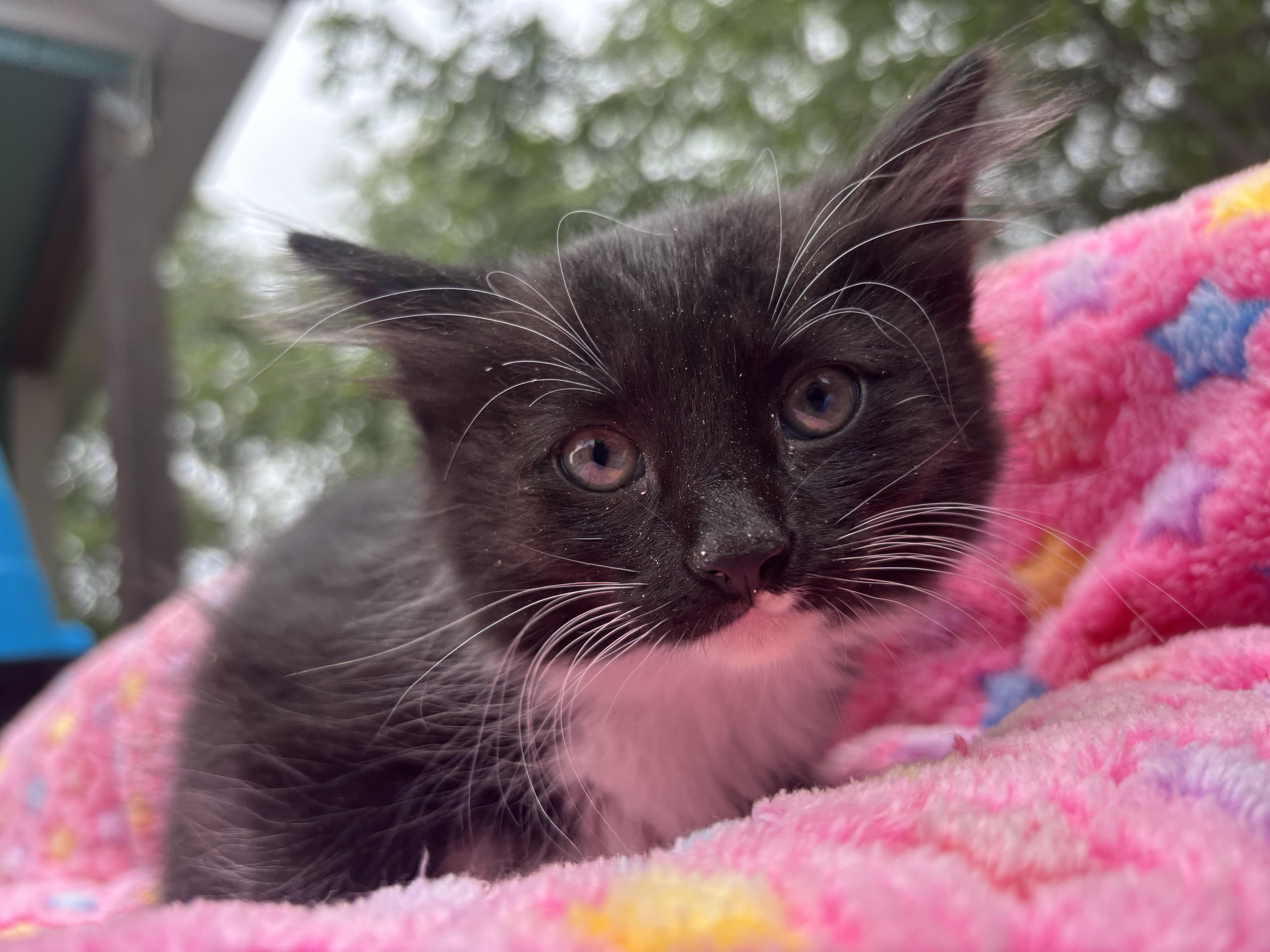 Star, ADOPTABLE, Kitten Female Domestic Long Hair.