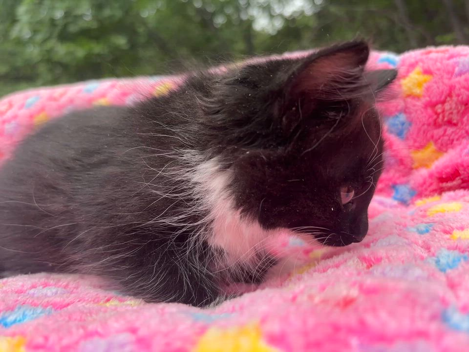 Enlarge Star, a ADOPTABLE Domestic Long Hair in San Diego, CA video 2/2