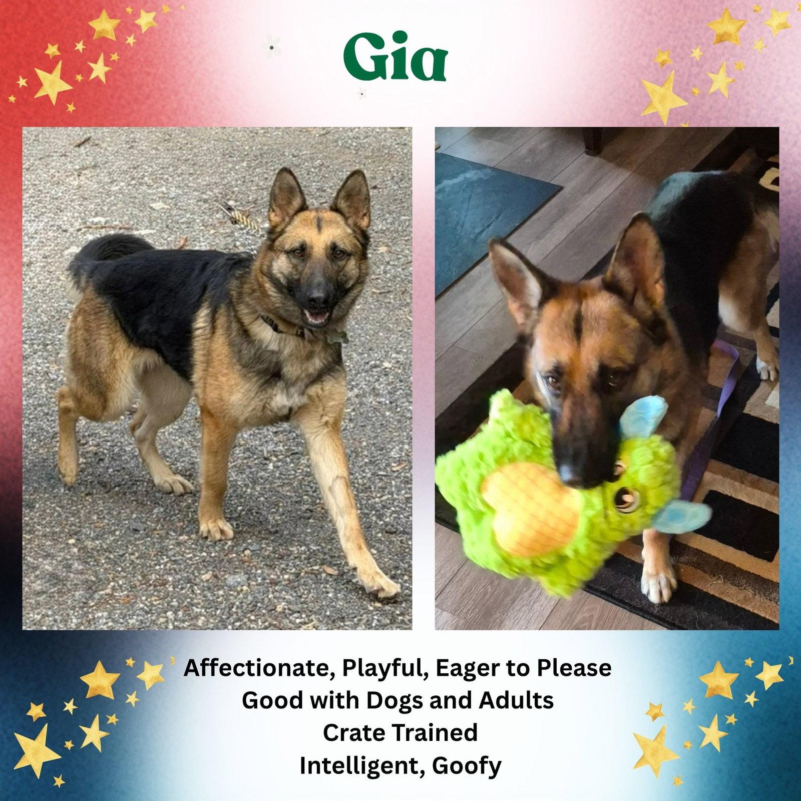 Gia, Adoptable, Young Female German Shepherd Dog.