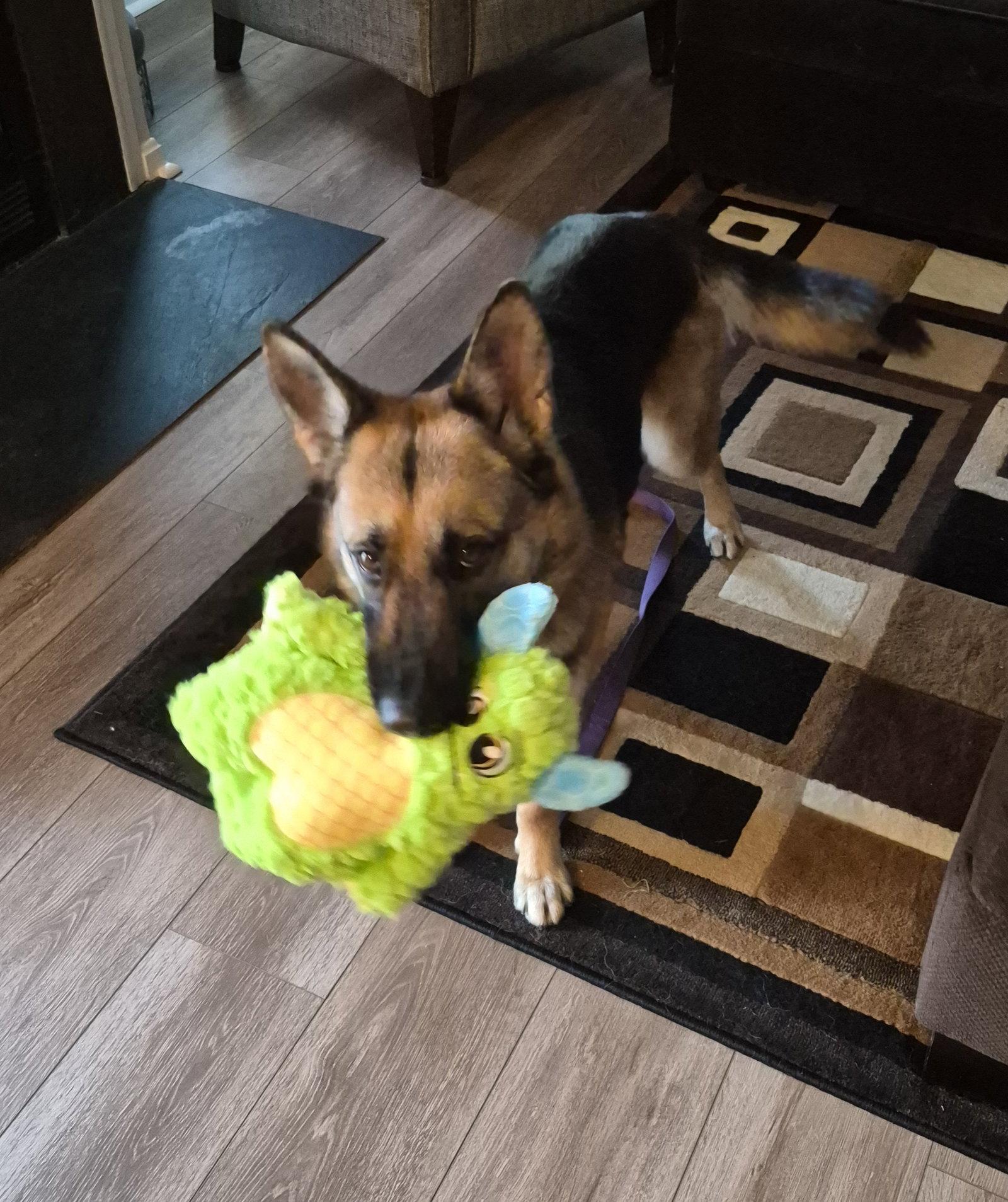 Enlarge Gia, a Adoptable German Shepherd Dog in Baltimore, MD image 1/3