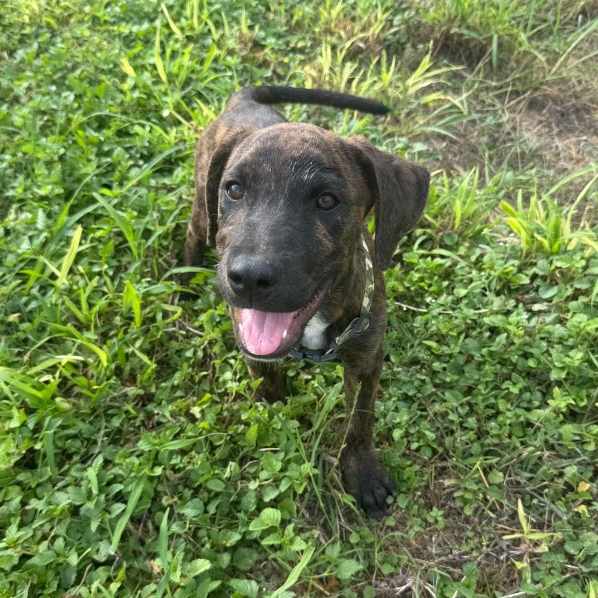 Enlarge Camo, a Adoptable mixed breed in Philadelphia, PA image 2/3