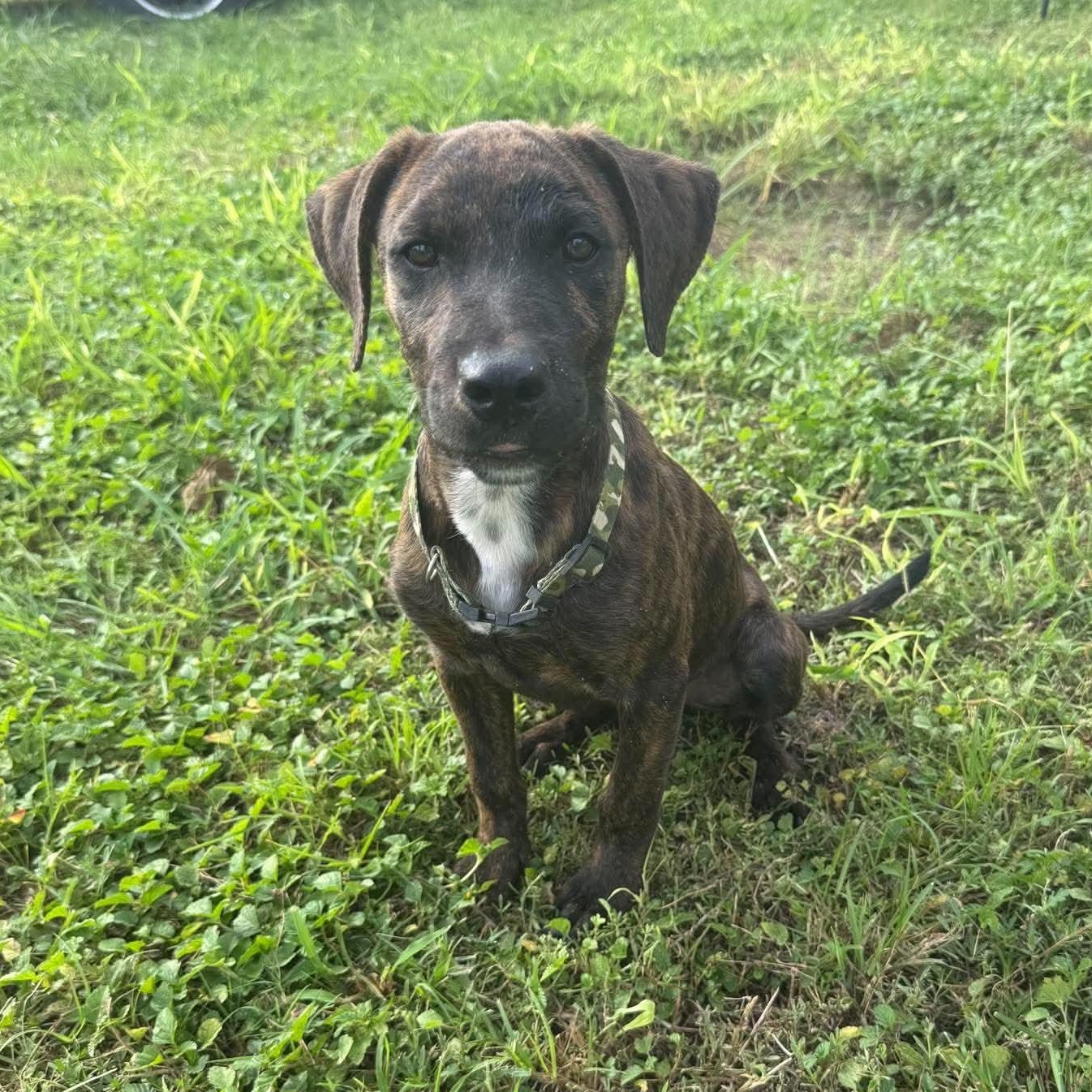 Enlarge Camo, a Adoptable mixed breed in Philadelphia, PA image 3/3