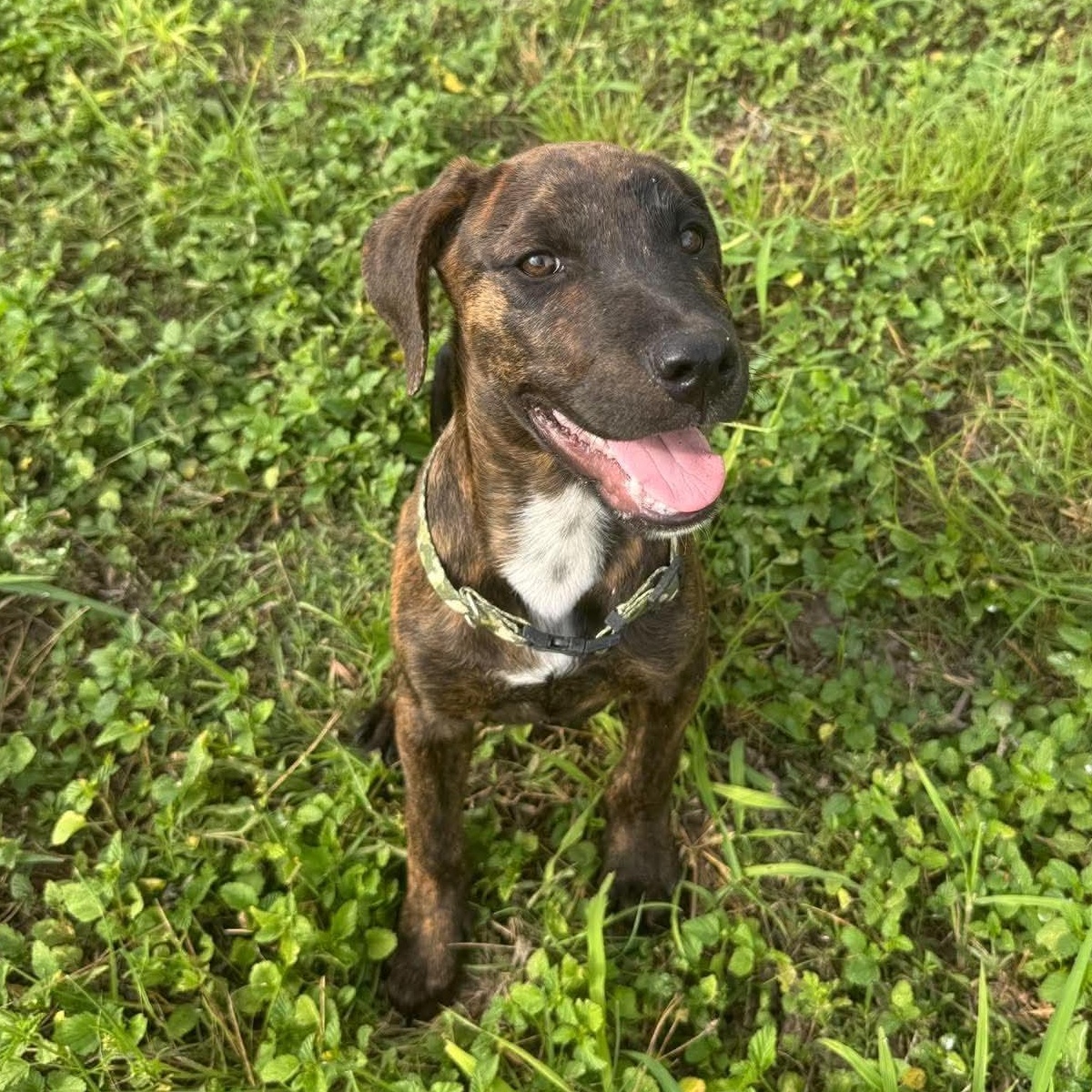 Camo, Adoptable, Puppy Male Plott Hound.