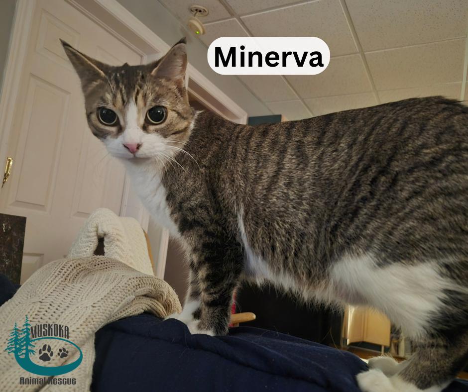 Enlarge Minerva!, an adopted Domestic Short Hair in Huntsville, ON image 2/2