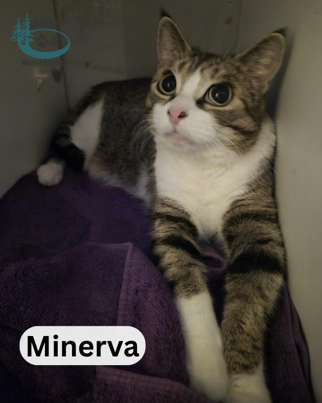 Minerva!, ADOPTABLE, Adult Female Domestic Short Hair.