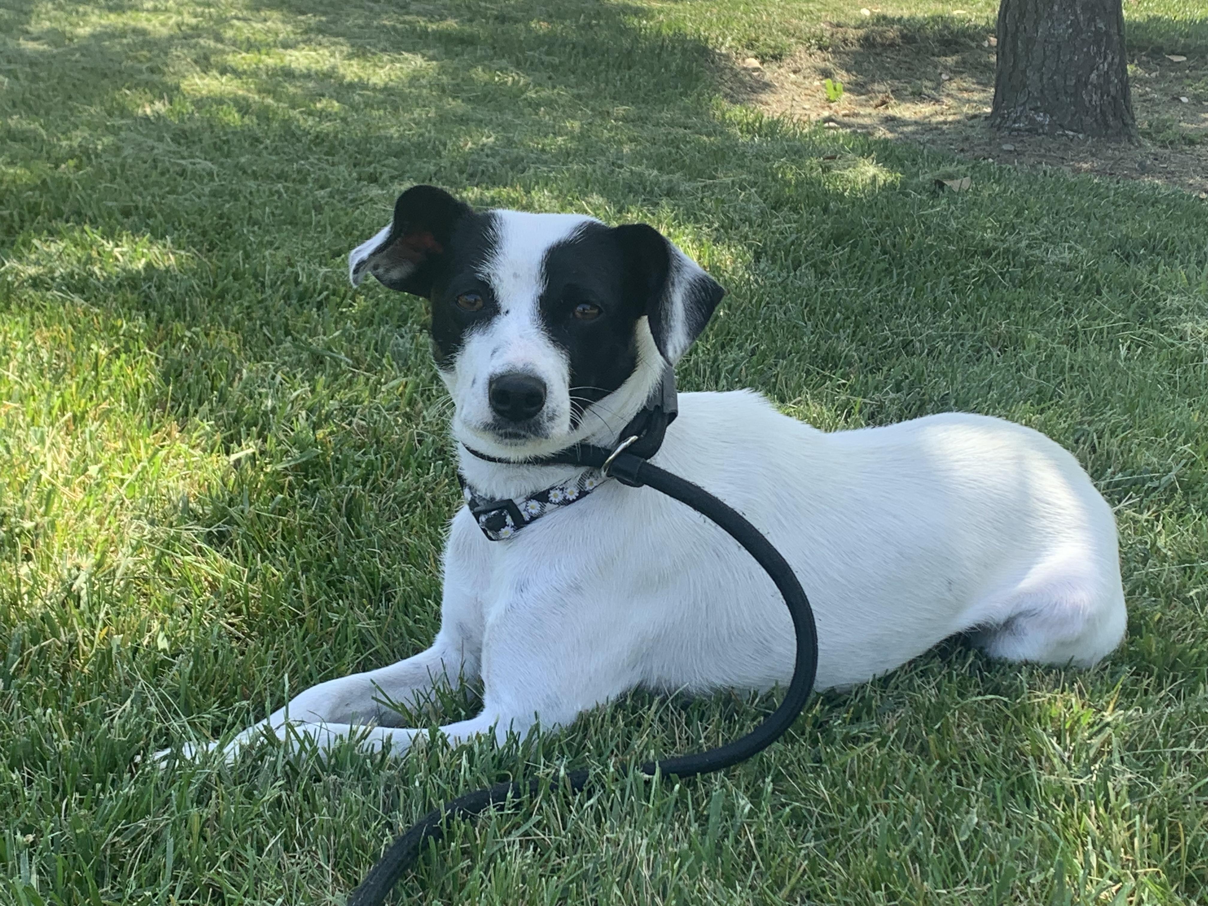 Enlarge Penelope, a Adopted Jack Russell Terrier in tracy, CA image 1/1