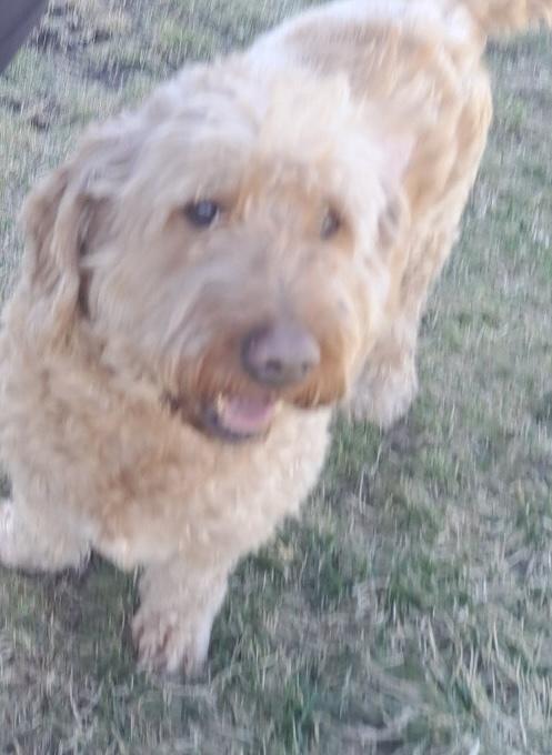 Whiskey, Adopted, Adult Male Goldendoodle.