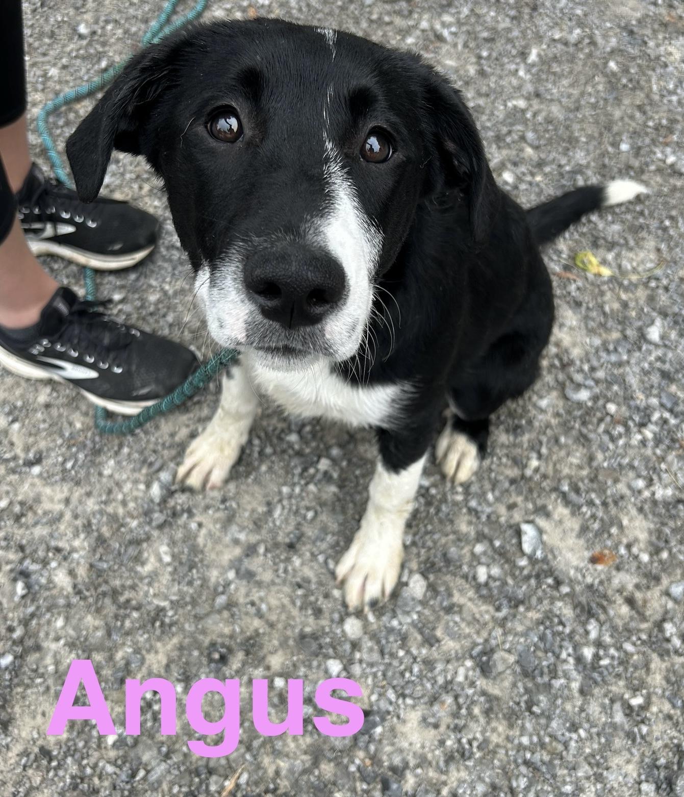 Angus