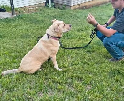 Ginger, a ADOPTABLE mixed breed in Munfordville, KY image 2/4