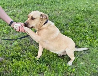 Ginger, a ADOPTABLE mixed breed in Munfordville, KY image 3/4