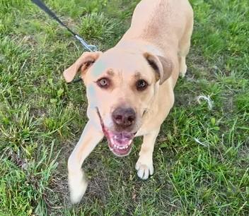 Ginger, a ADOPTABLE mixed breed in Munfordville, KY image 1/4
