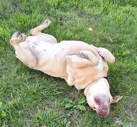 Ginger, a ADOPTABLE mixed breed in Munfordville, KY image 4/4