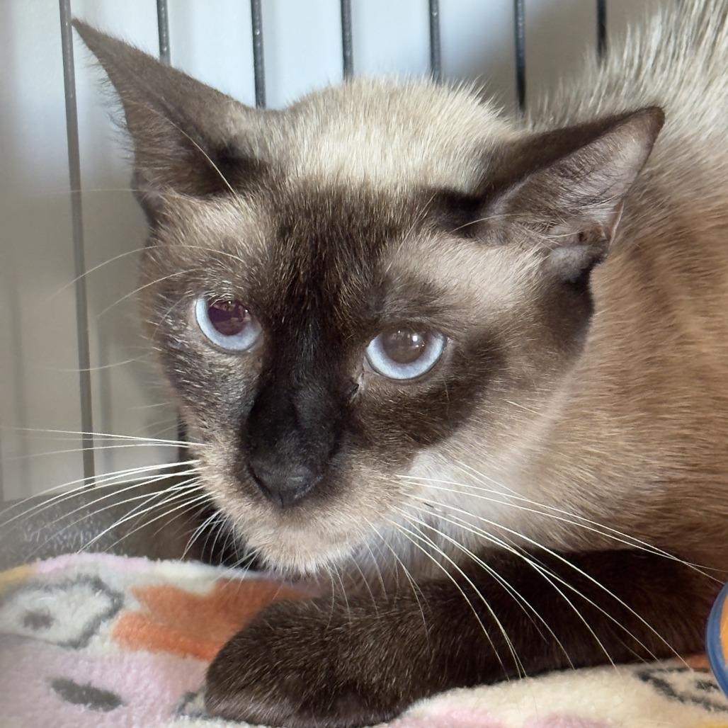 Wonton, a Adoptable Siamese in Bradenton, FL image 1/4