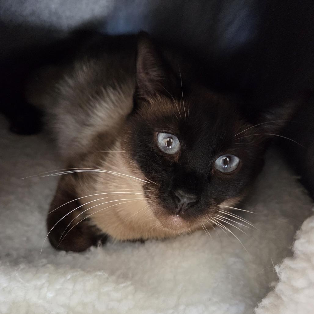 Wonton, a Adoptable Siamese in Bradenton, FL image 2/4