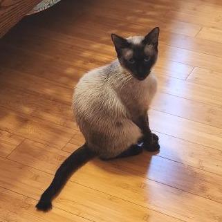 Wonton, a Adoptable Siamese in Bradenton, FL image 3/4