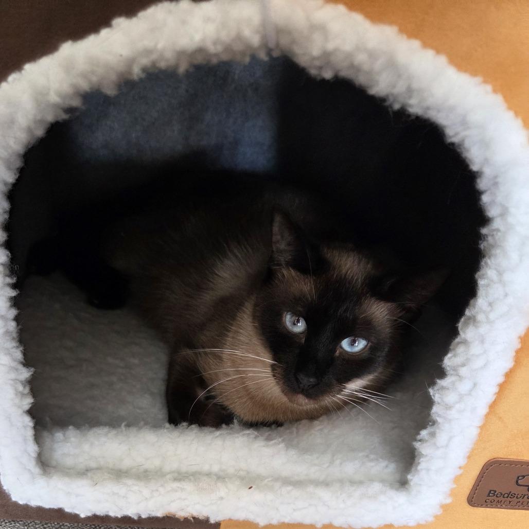 Wonton, a Adoptable Siamese in Bradenton, FL image 4/4