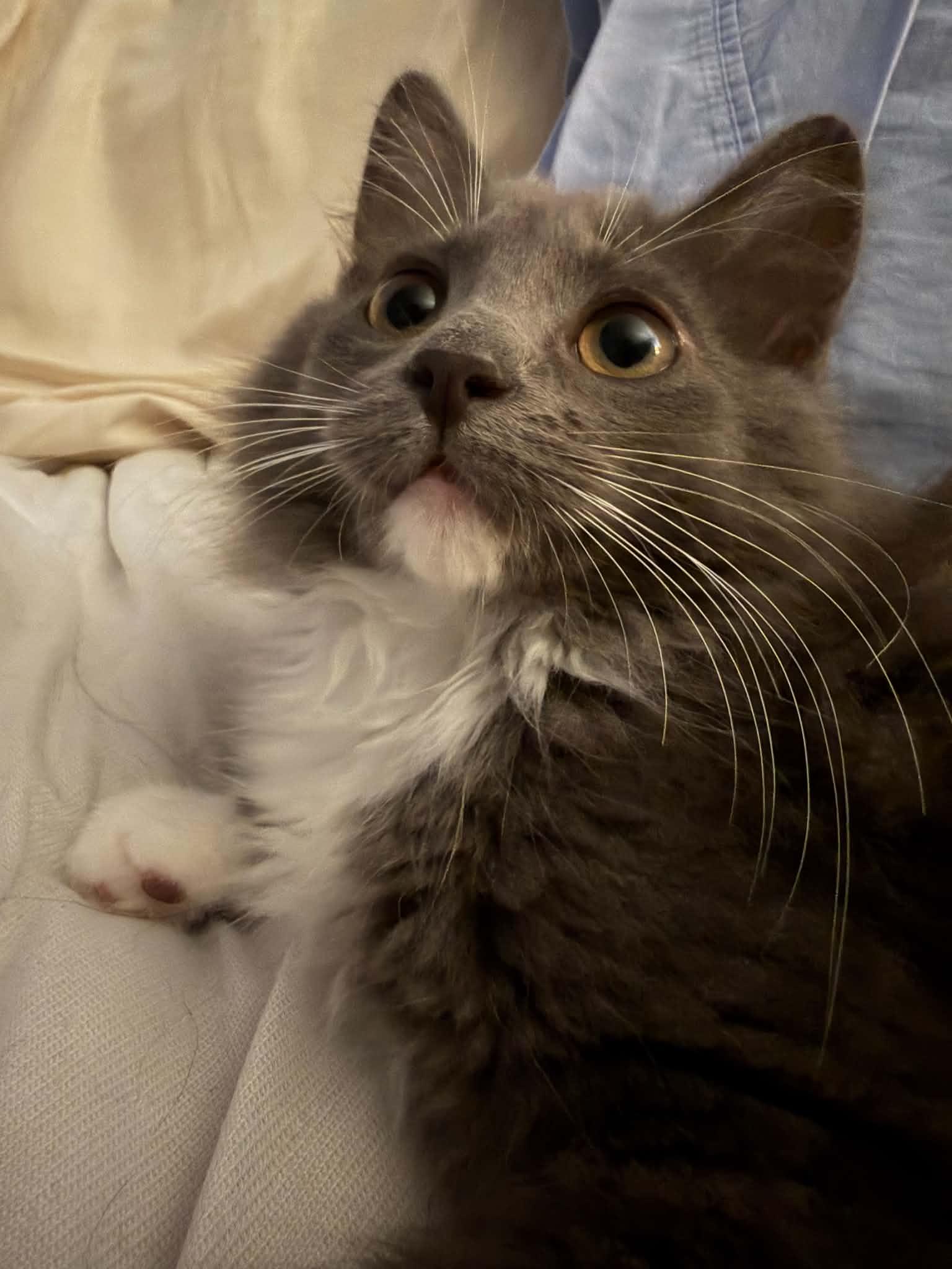 Pretty Girl, ADOPTABLE, Kitten Female Domestic Long Hair.